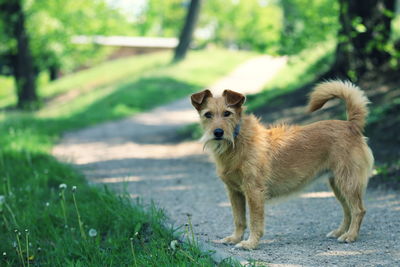 Portrait of dog standing in field