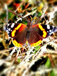 Close-up of butterfly pollinating on flower