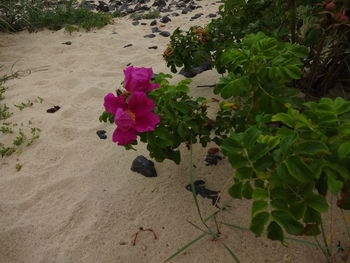 Flowers blooming on sand