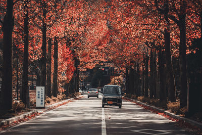 Cars on street amidst trees during autumn