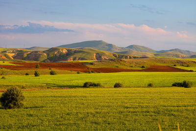 Scenic view of agricultural field against sky