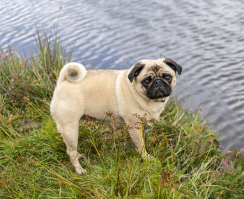 Pug dog looking curious