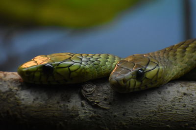 Close-up of snake on tree