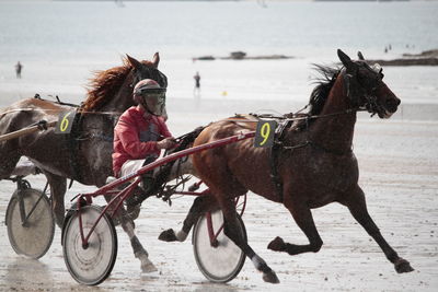 Horse racing on a beach 