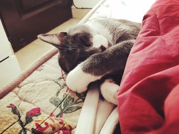 Close-up of cat relaxing on bed at home