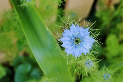 Close-up of flower