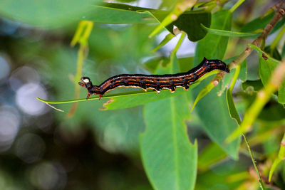 Close-up of insect on plant