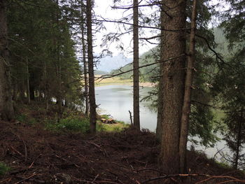 Scenic view of lake in forest