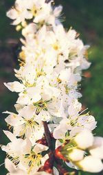 Close-up of white flowers