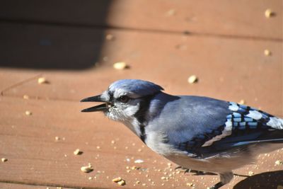 High angle view of bird perching