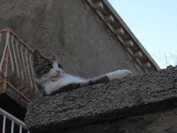 Low angle view of cat against sky