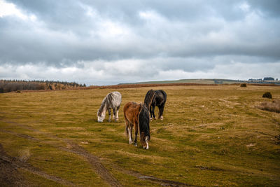 Horses grazing on a common