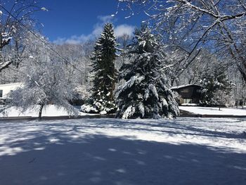 Trees on snow covered landscape