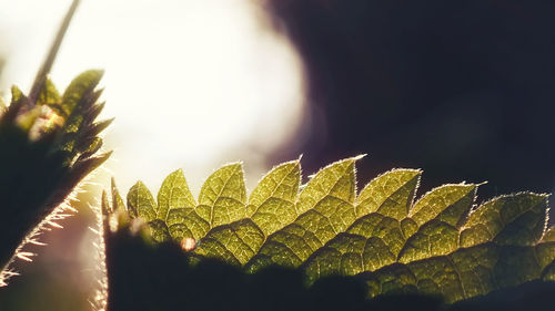 Close-up of green leaves