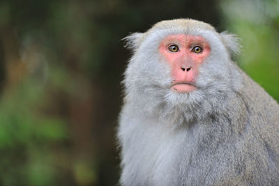 Portrait of monkey