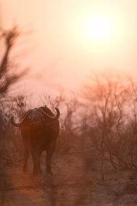 Horse standing in field during sunset