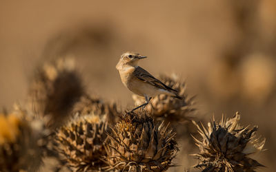 Close-up of bird perching on a plant