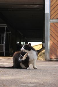 Cat sitting on footpath against building scratching itself