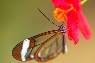 Close-up of butterfly pollinating on flower