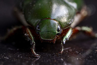 Close-up of insect