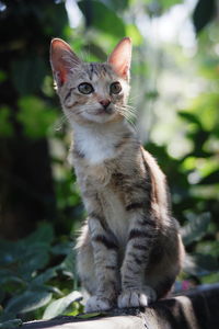 Portrait of cat sitting outdoors