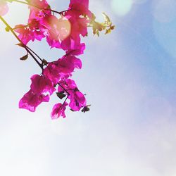 Low angle view of pink flowers blooming on tree