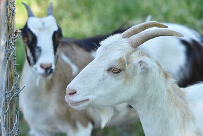 Close-up of goat in field