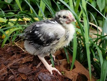 Close-up of bird on field