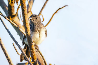 Good contrast image of a bird