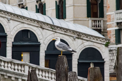 Low angle view of seagull perching on railing against building