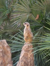 High angle view of rabbit on rock