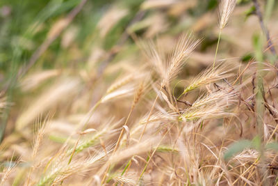 Close-up of stalks in field