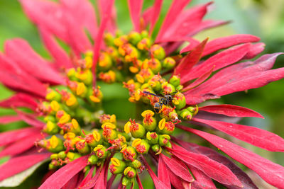 Close-up of insect on pink flower