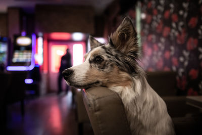 Close-up portrait of dog