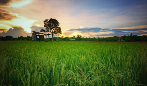 Scenic view of agricultural field against sky during sunset