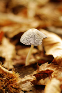 Close-up of mushroom growing outdoors