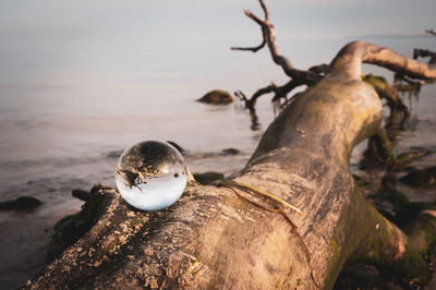 Close-up of driftwood on beach