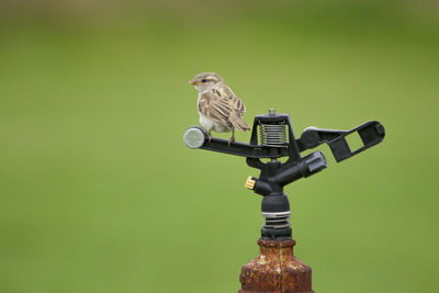 Close-up of house sparrow on sprinkler