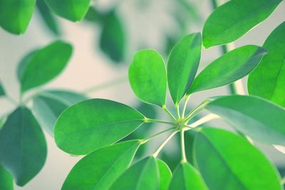 Full frame shot of fresh green leaves