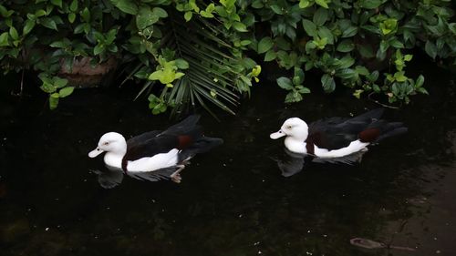 Ducks on lake