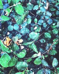 Full frame shot of plants