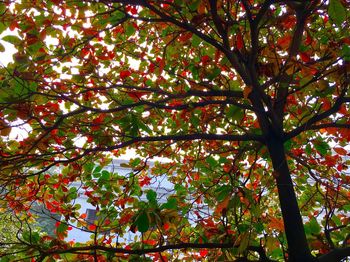 Low angle view of tree