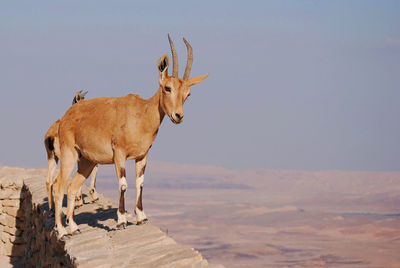 Ibex in mitzpe ramon, israel, negev desert animal