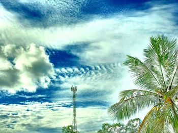 Low angle view of palm trees against sky