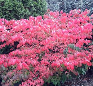 Close-up of pink flowers on tree