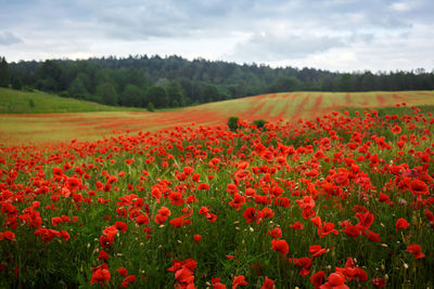 Scenic view of red flowers on field against cloudy sky