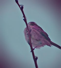 Low angle view of bird perching on tree against sky