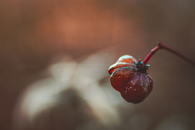 Close-up of snail on plant