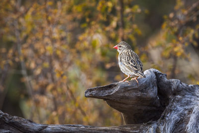 Close-up of bird perching on tree