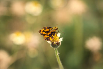 Close-up of butterfly pollinating on flower